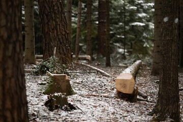 Log lying on the ground in a winter wonderland, covered in snow