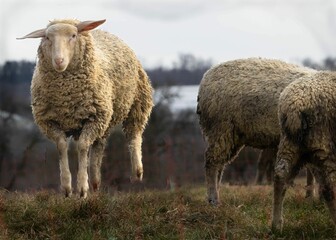 White sheep standing in a picturesque grassy field surrounded by trees