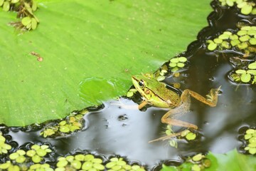 Frog on top of a leaf-covered pond next to green plants