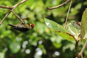 Vibrant woodpecker perched on a tree branch surrounded by lush green foliage