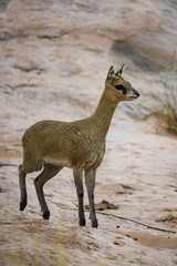 Close up image of Klipspringer in the Greater Kruger park in South Africa