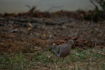 Closeup of a mourning dove walking on the yellowing grass blurred background