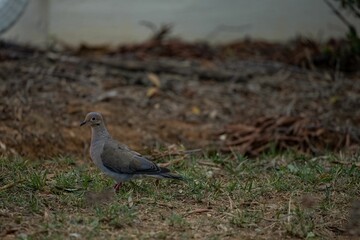 Closeup of a mourning dove walking on the yellowing grass blurred background