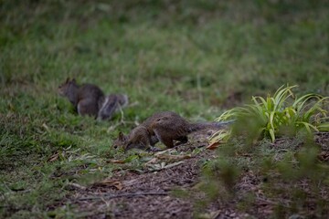 Side closeup of an Eastern gray squirrel running on the yellowing grass