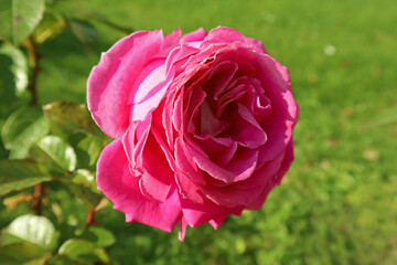 Pink rose close-up against the background of green foliage lit by natural sunlight. Beautiful flowering plants in the summer garden.