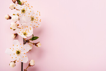 Fototapeta premium Spring Cherry Blossom. Abstract background of macro cherry blossom tree branch on pink background. Happy Passover background. Spring womens day concept. Easter, Birthday, womens or mothers holiday.