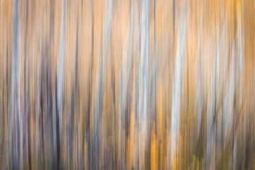 Motion blur of tree trunks in autumn forest - abstract art, fall wallpaper