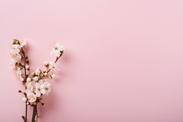 Fototapeta na wymiar Spring Cherry Blossom. Abstract background of macro cherry blossom tree branch on pink background. Happy Passover background. Spring womens day concept. Easter, Birthday, womens or mothers holiday.