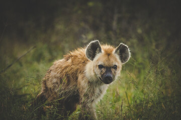Close up image of a Spotted Hyena in the Greater Kruger park in Mpumalanga in South Africa.