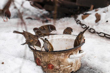 sparrows eat