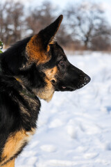 dog in the snow