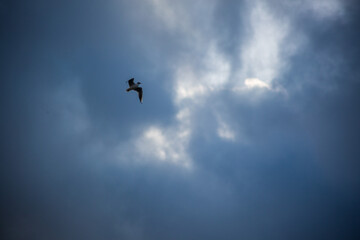 Naklejka na ściany i meble Low angle shot of a seagull flying in the dark blue sky