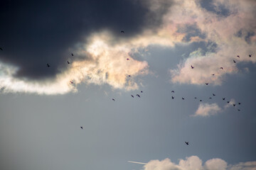 Flock of birds flying in the cloudy sky