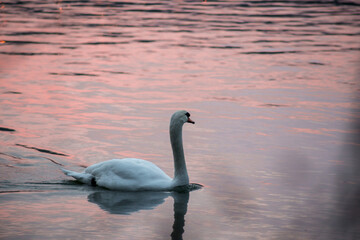 White swan swimming in the water on a warm morning