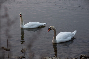 Fototapeta premium White swans swimming in the water on a warm morning