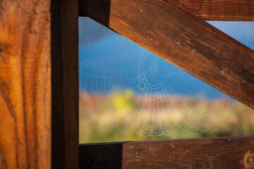 Spiderweb in the morning