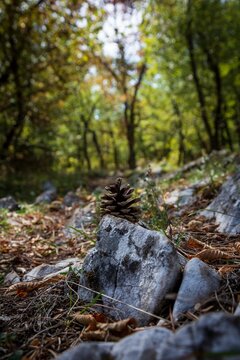 A pinecone sitting on a rock