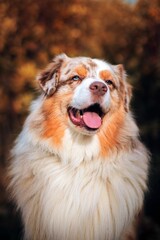 Vertical portrait of a purebred Australian shepherd in the background of autumn trees