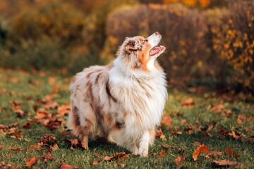 Purebred Australian shepherd in the field with fallen autumn leaves