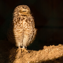 Speotyto cunicularia,  Burrowing owl, sitting on a branch