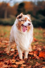 Vertical portrait of a purebred Australian shepherd standing in the field with fallen autumn leaves