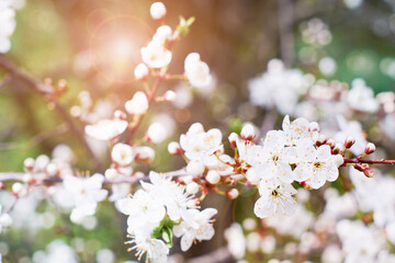 Spring Cherry Blossom. Abstract background of macro cherry blossom tree branch. Happy Passover background. Spring womens day concept. Easter, Birthday, womens or mothers holiday. Selective focus.