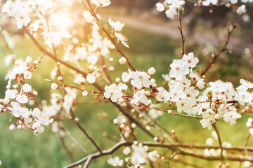 Spring Cherry Blossom. Abstract background of macro cherry blossom tree branch. Happy Passover background. Spring womens day concept. Easter, Birthday, womens or mothers holiday. Selective focus.