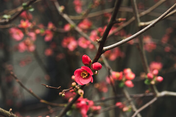 Beautiful spring blooming of Chaenomeles speciosa, pink flowers closeup, selective focus