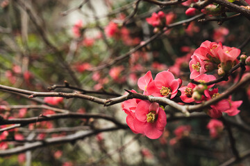 A branch of spring blooming Chaenomeles speciosa closeup, selective focus