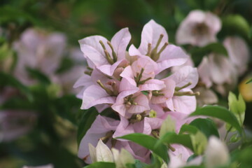 view of Bougainvillea spectabilis flower, view of Bougainvillea spectabilis which is so beautiful, Indonesia