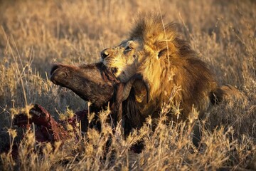 Majestic African lion  in the grass, savoring its fresh kill of a wild animal carcass in Serengeti