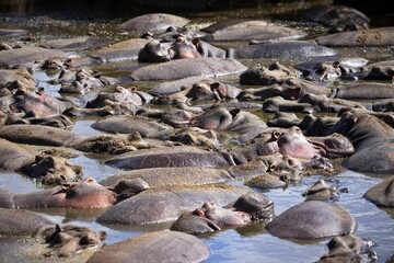 Obraz premium Large group of hippos in shallow water area with rocks in Serengeti, Tanzania