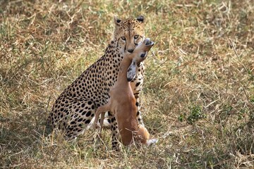 Adult cheetah with an antelope in its mouth in the Serengeti, Tanzania