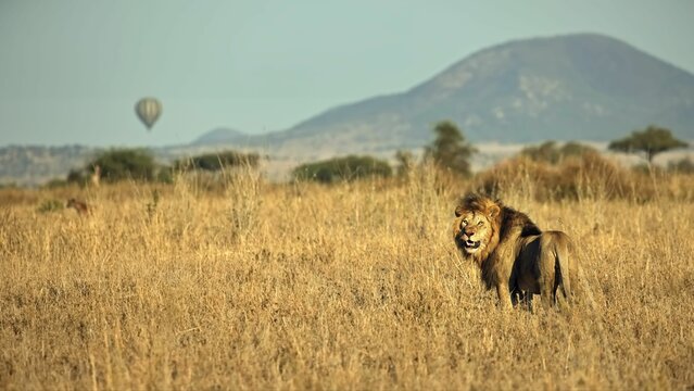 African lion standing in a dry grass field near an open mountain range in Serengeti, Tanzania