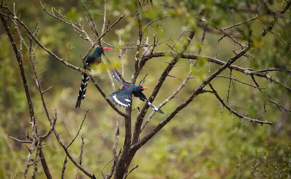 Close up image of a Green Wood Hoopoe in a national park in south africa