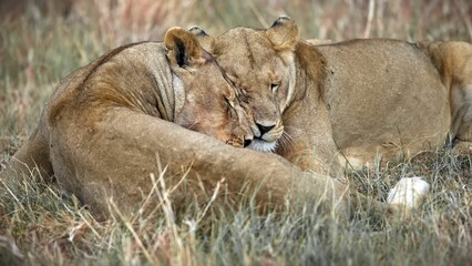 Naklejka na ściany i meble Two majestic African lions resting peacefully in a lush grassy landscape