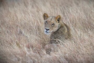 Young lion sitting in the tall yellow grass in Serengeti, Tanzania