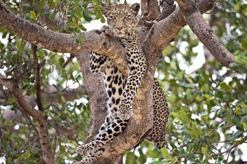 Fototapeta na wymiar Majestic leopard relaxing in the tree in Serengeti, Tanzania
