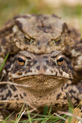 frog on the ground