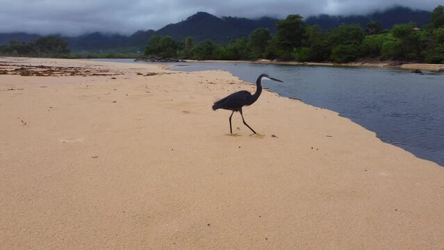 Black cormorant walking on the Bureh beach, Freetown, Sierra Leon