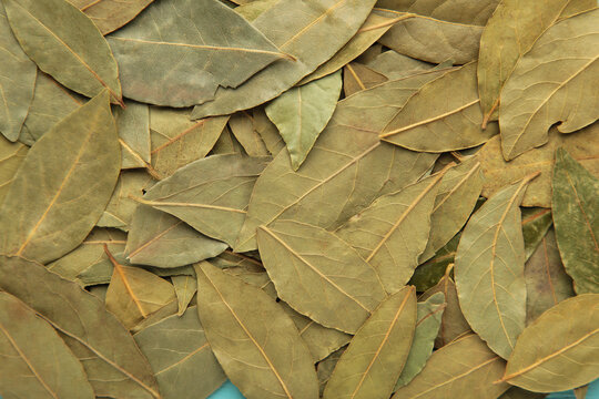 Aromatic dry bay leaves background. Macro