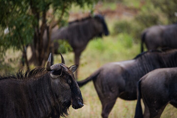 Close up image of a Blue Wildebeest in a nature reserve in South Africa