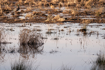 shallow pools of freshwater near the river delta shoreline, a place for amphibians to nest in low volumes of rain collected in tiny pools