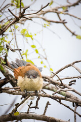 Close up image of a Burchell's Coucal in a national park in South Africa