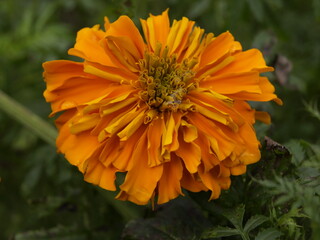 Closeup shot of the orange flower in the garden