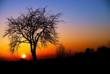 Silhouette of the tree at an orange and blue sunset - Powered by Adobe