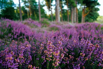 Naklejka premium Purple lavender bushes with trees in the background