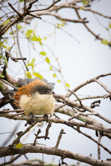 Close up image of a Burchell's Coucal in a national park in South Africa