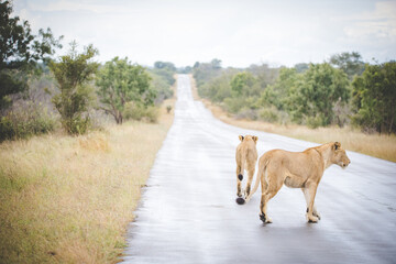 Close up image of a lion in the brush in a national park in South Africa