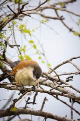 Close up image of a Burchell's Coucal in a national park in South Africa